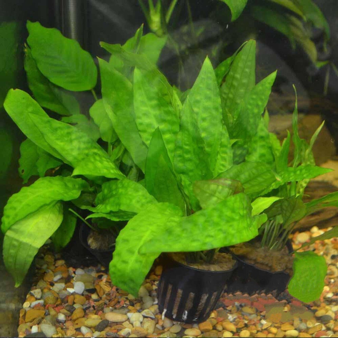 Cryptocoryne Usteriana Green - Easy to grow! Aquatic Plants - Canada Seller - Combined Shipping