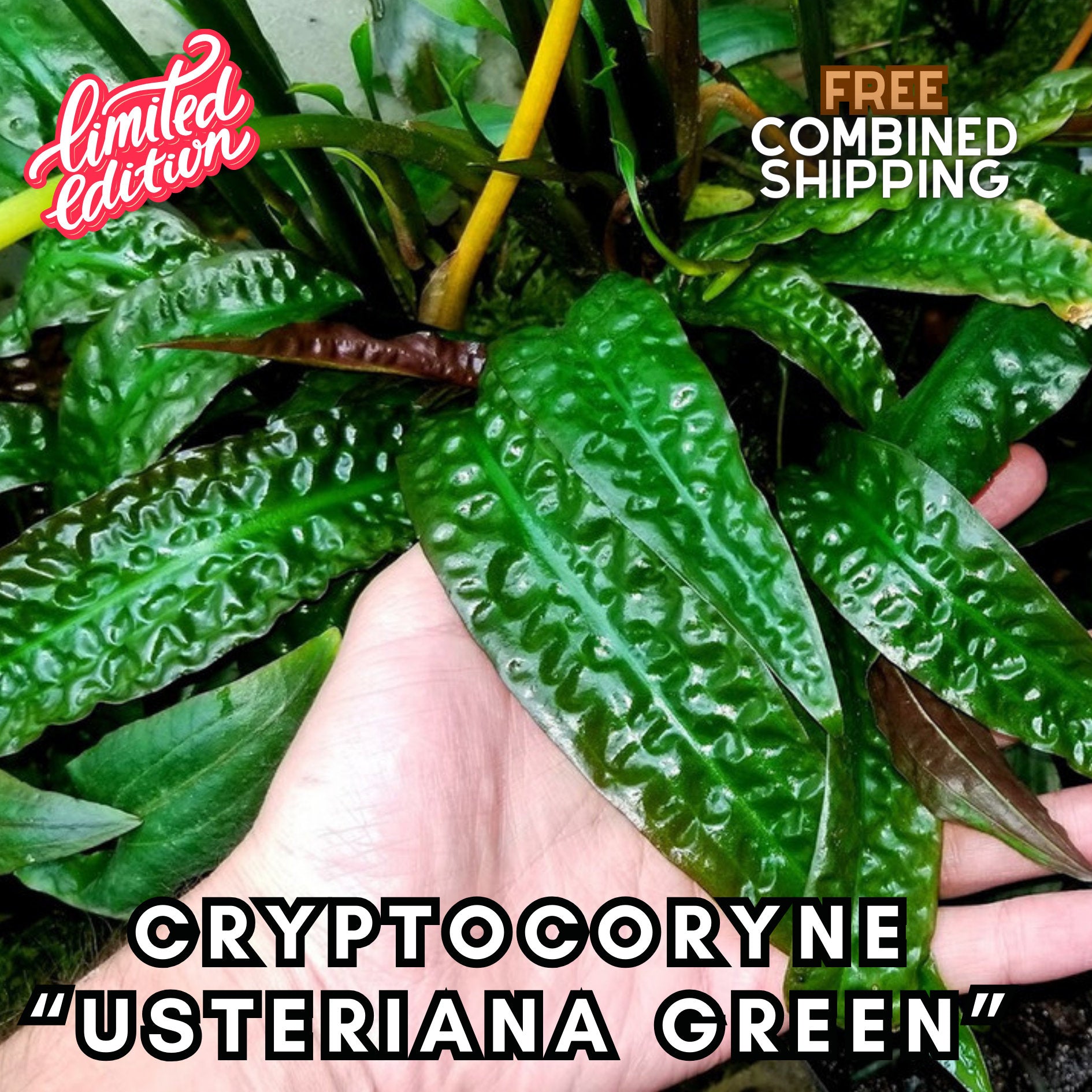 Cryptocoryne Usteriana Green - Easy to grow! Aquatic Plants - Canada Seller - Combined Shipping