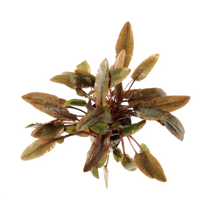 Cryptocoryne Wendtii "Brown" - Easy to Grow - Aquatic Plants - Canada Seller - Combined Shipping