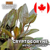 Cryptocoryne Wendtii "Brown" - Easy to Grow - Aquatic Plants - Canada Seller - Combined Shipping