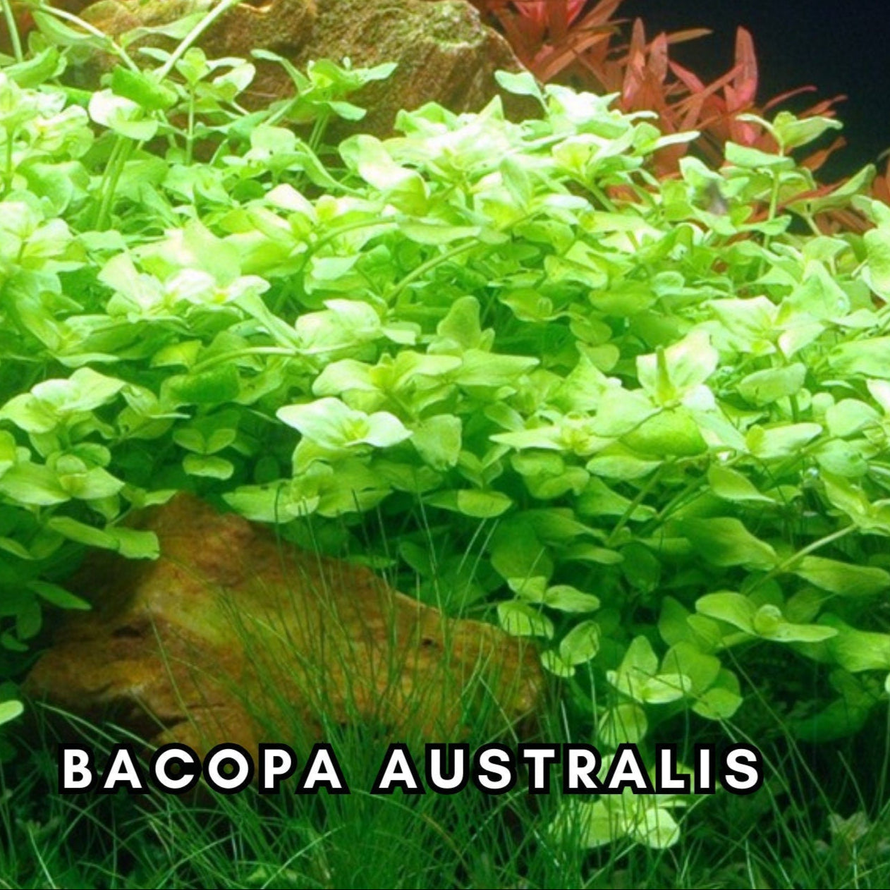 Bacopa Australis - Easy to grow! Aquatic Plants - Canada Seller - Combined Shipping