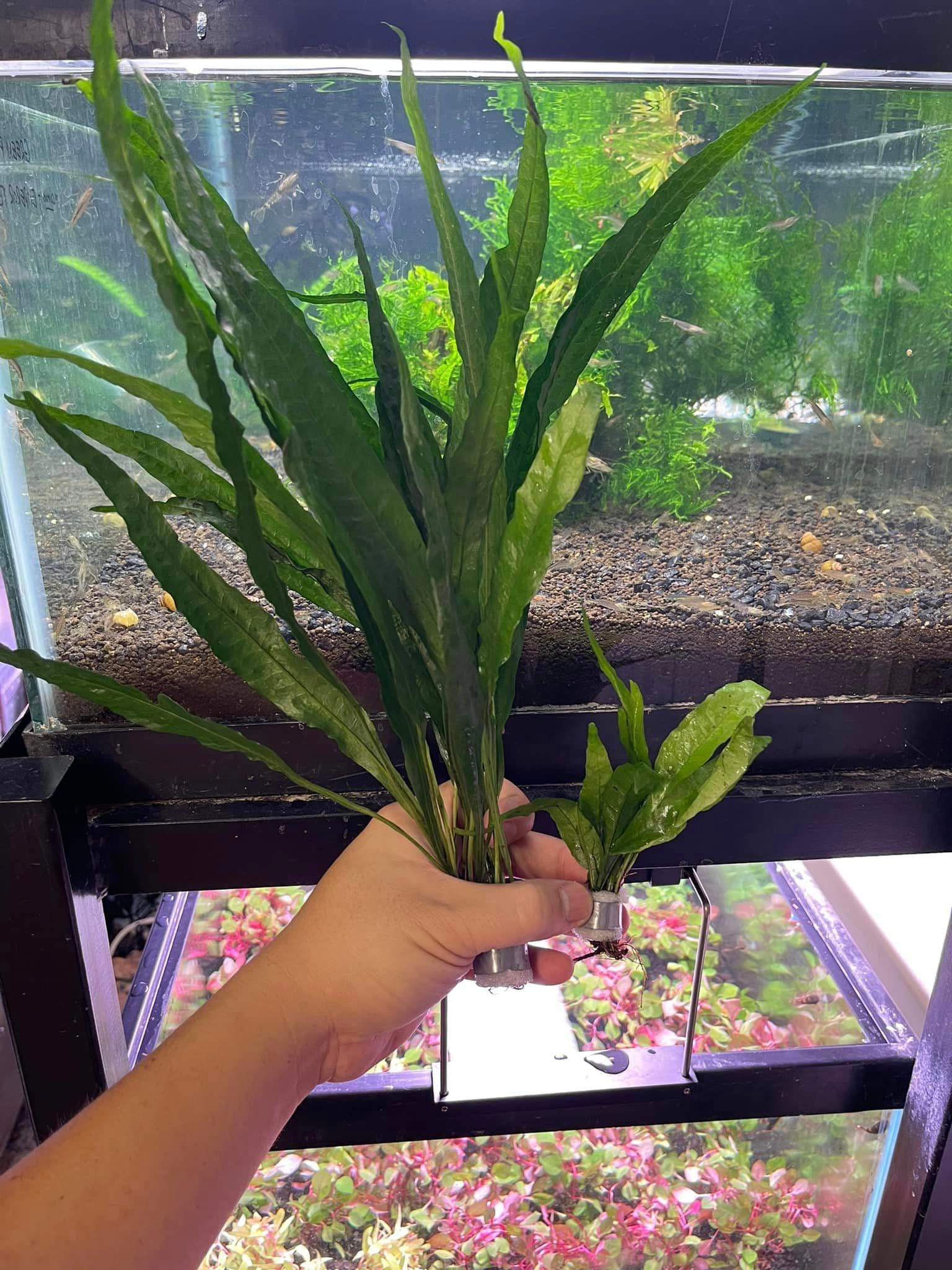 Java Fern Microsorum Pteropus "XL" - 6-10 leaves - Easy - Aquarium Plants - Aquatic Plants - Canada Seller - Combined Shipping